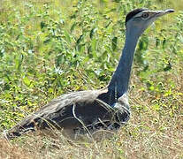 Australian Bustard