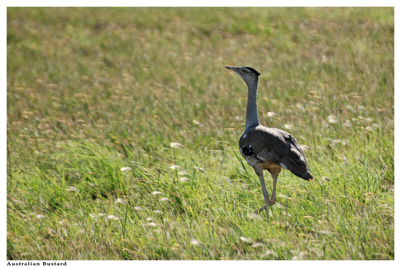 Australian Bustard male adult