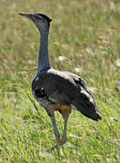 Australian Bustard