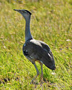 Australian Bustard