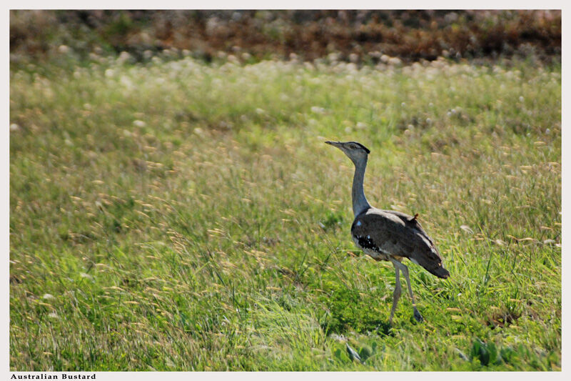 Australian Bustard male adult