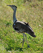 Australian Bustard