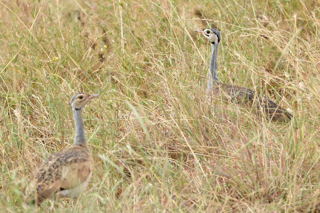 White-bellied Bustardadult