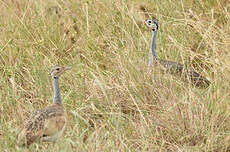Outarde du Sénégal