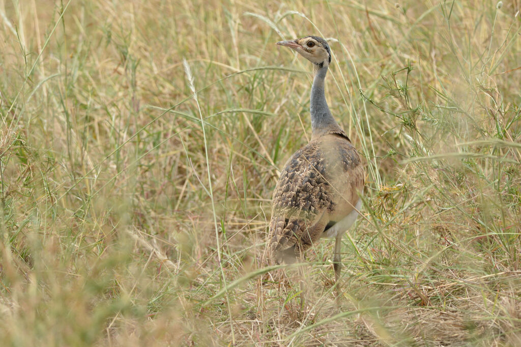 Outarde du Sénégal mâle immature