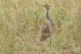 White-bellied Bustard