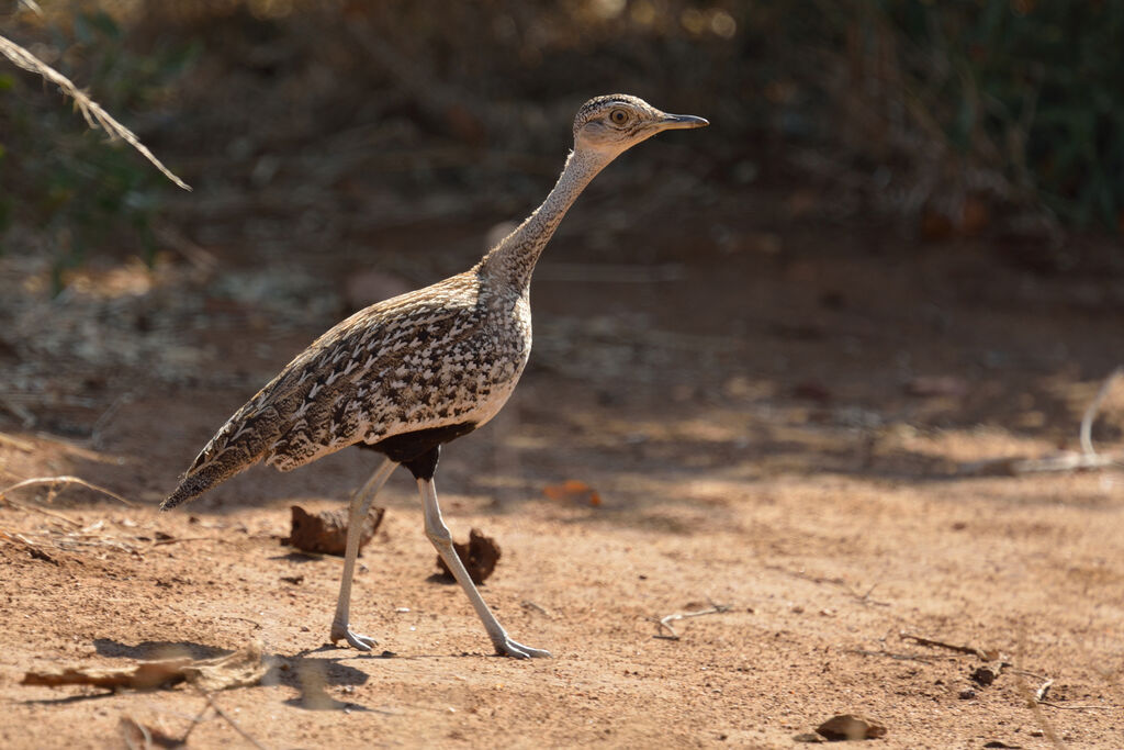 Red-crested Korhaan female adult