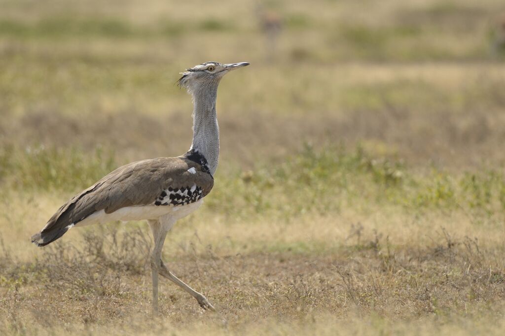 Kori Bustard female adult