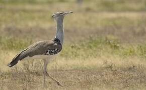 Kori Bustard