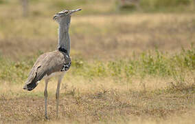 Kori Bustard