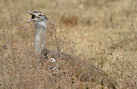 Kori Bustard