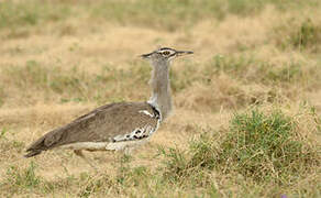 Kori Bustard