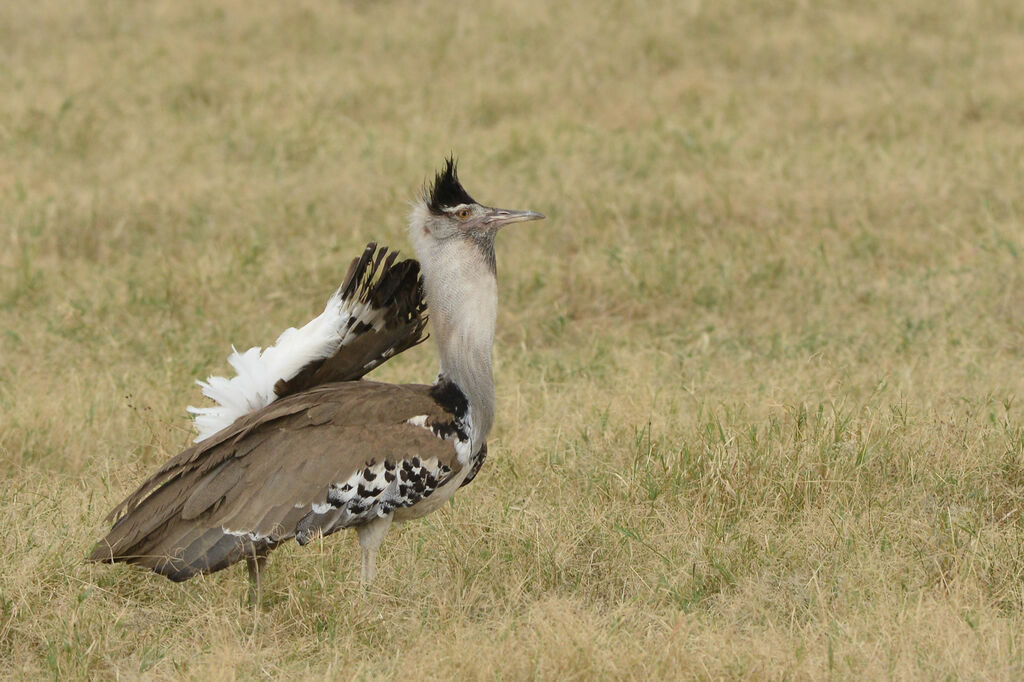 Kori Bustard male adult