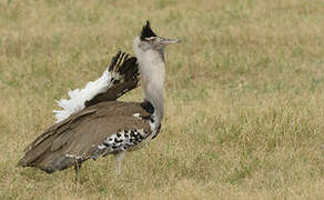 Kori Bustard