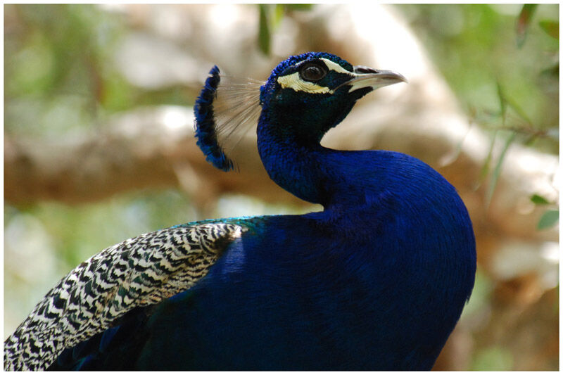 Indian Peafowl male adult