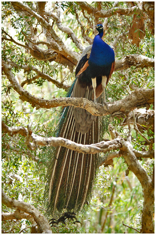 Indian Peafowl male adult