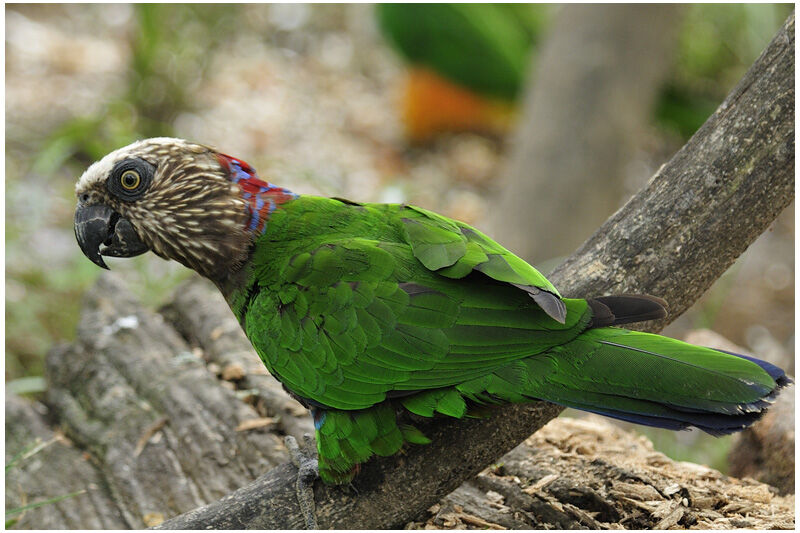 Red-fan Parrotadult, identification