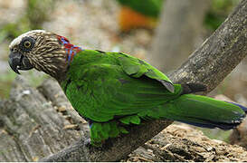 Red-fan Parrot