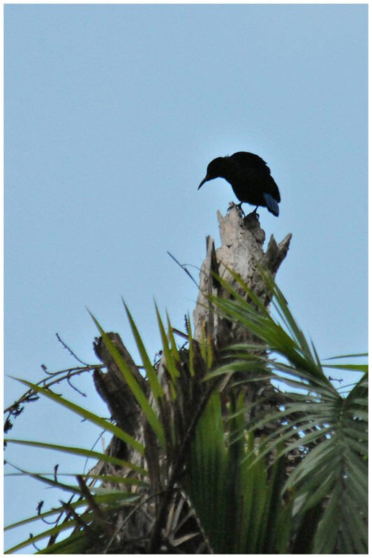 Victoria's Riflebird male adult