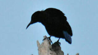 Victoria's Riflebird