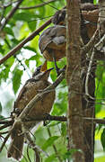 Victoria's Riflebird