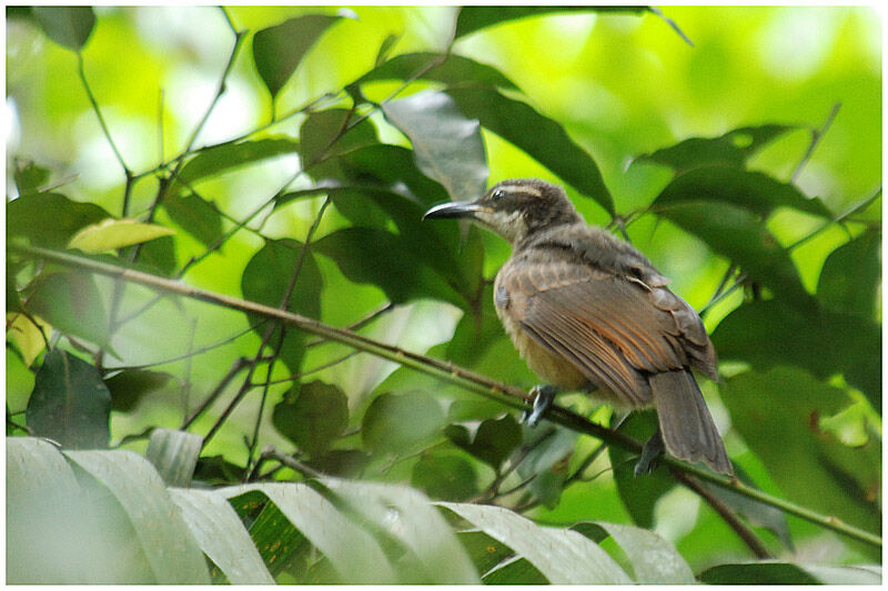 Victoria's Riflebird female adult