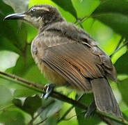 Victoria's Riflebird