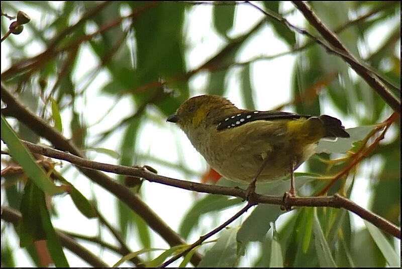 Forty-spotted Pardaloteadult