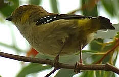 Pardalote de Tasmanie