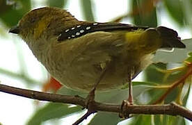 Forty-spotted Pardalote