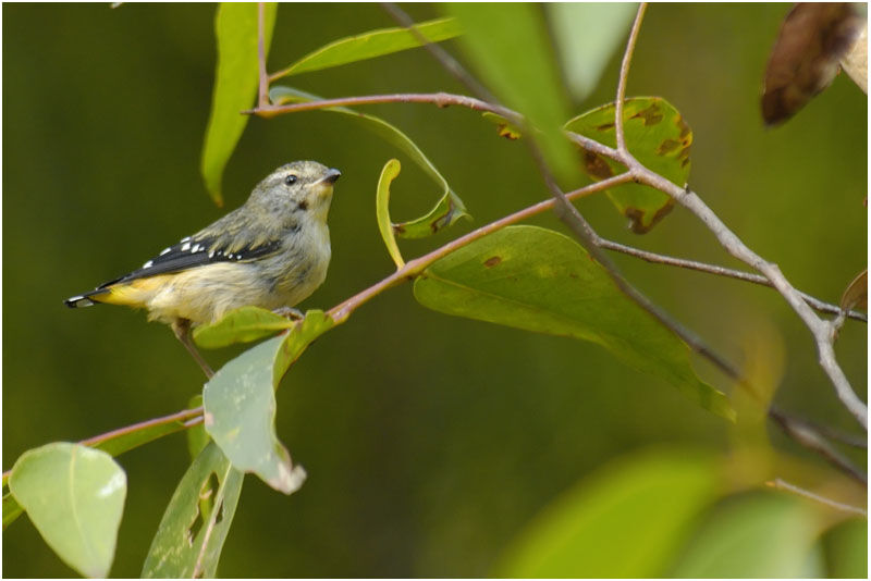 Pardalote pointilléjuvénile