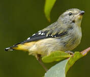 Pardalote pointillé