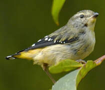 Spotted Pardalote