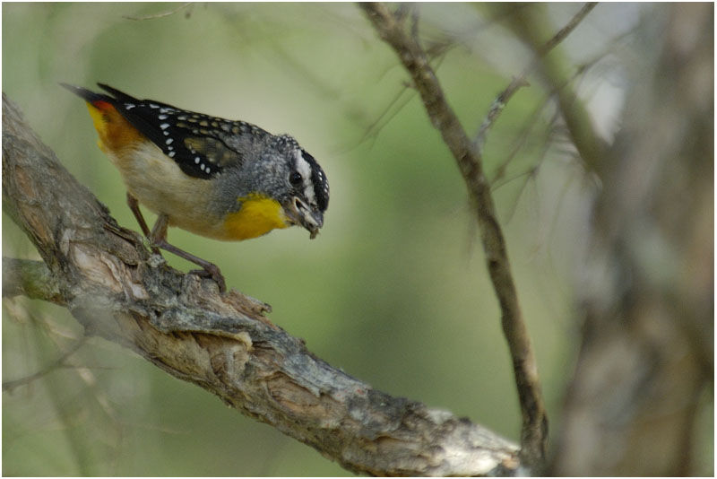 Pardalote pointillé mâle adulte