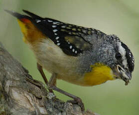 Pardalote pointillé