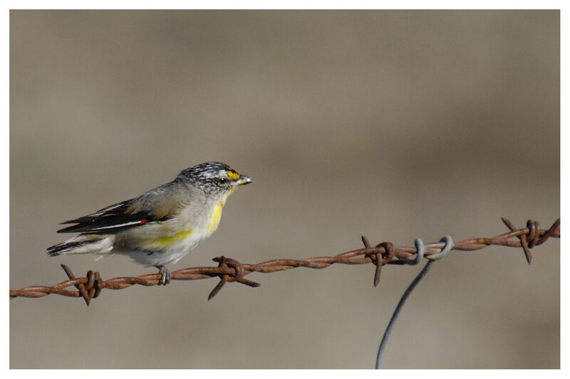 Striated Pardalote (substriatus)adult