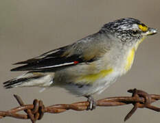 Pardalote strié