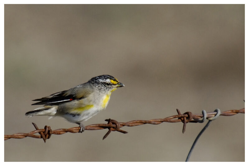 Pardalote striéadulte