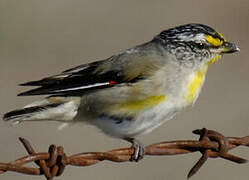 Striated Pardalote (substriatus)