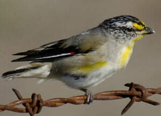 Pardalote strié