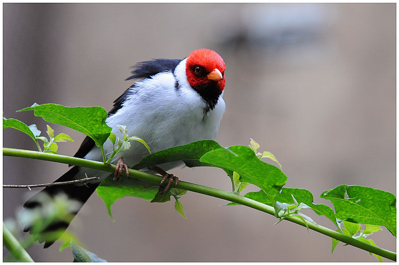 Yellow-billed Cardinaladult