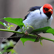 Yellow-billed Cardinal