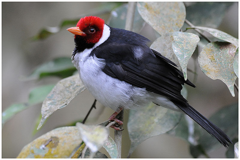 Yellow-billed Cardinaladult