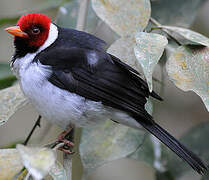 Yellow-billed Cardinal