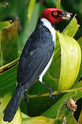 Red-capped Cardinal