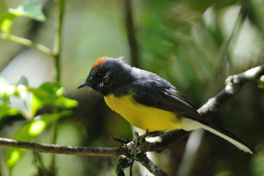 Paruline ardoiséeadulte, identification