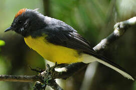 Slate-throated Whitestart