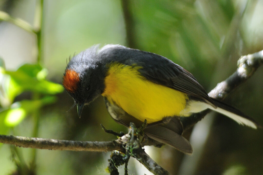 Slate-throated Whitestartadult, identification