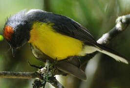 Slate-throated Whitestart