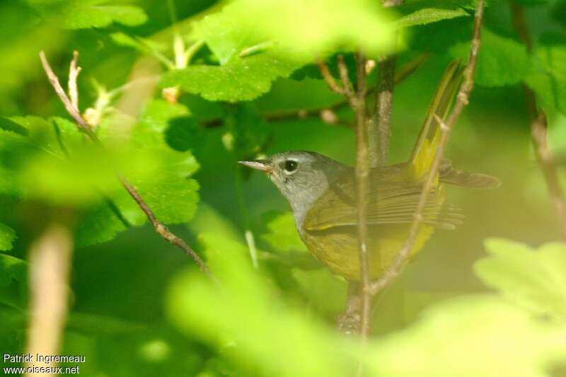 Paruline des buissons femelle adulte, identification